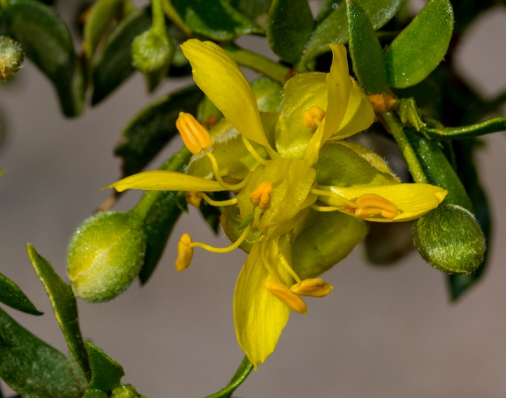 Larrea tridentata 16-6121.jpg